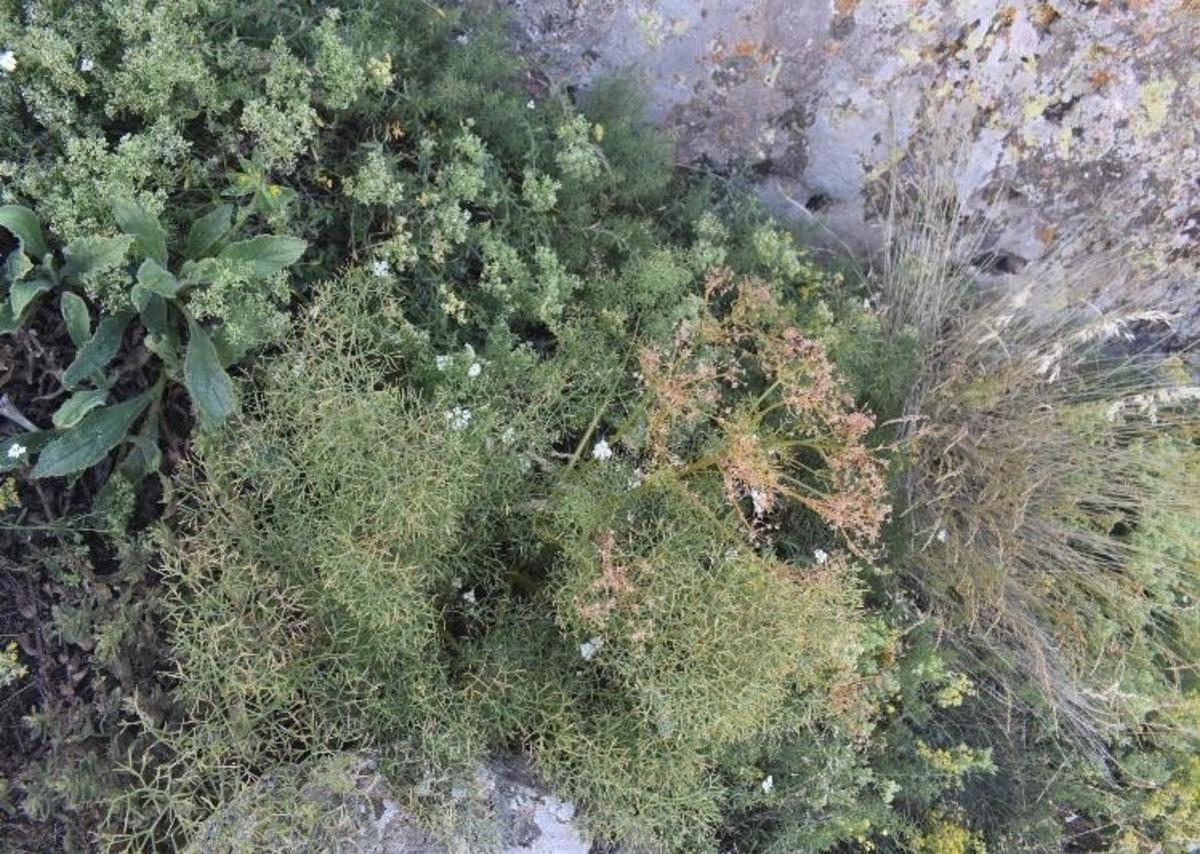 Mamak&rsquo;ta endemik bitki t&uuml;r&uuml; bulundu