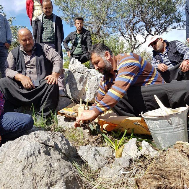 Erdemli’de yabani zeytinler aşılanıyor