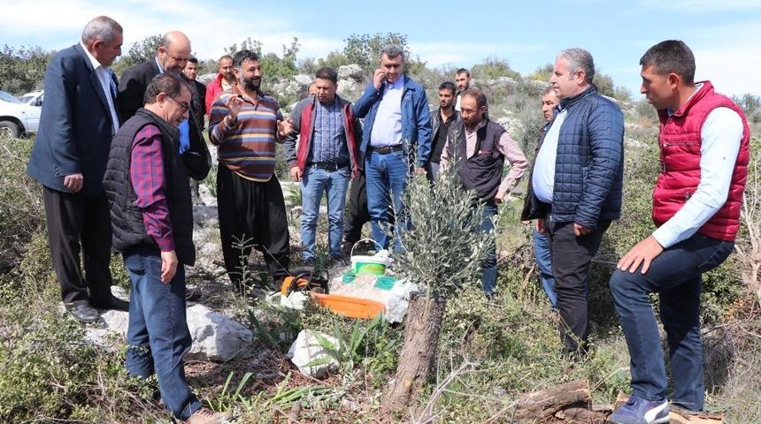 Erdemli&rsquo;de yabani zeytinler aşılanıyor