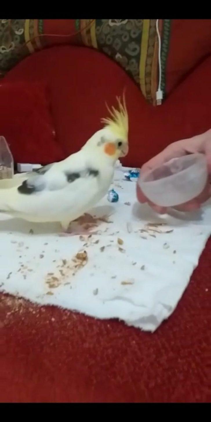 ‘Artist’i bulanı ödüllendirecek G4