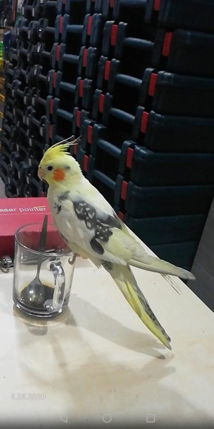 ‘Artist’i bulanı ödüllendirecek G5