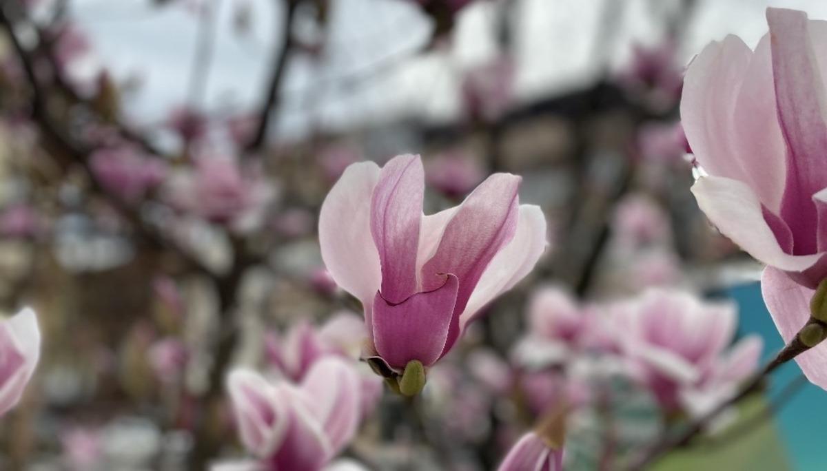 Ağa&ccedil;lar &ccedil;i&ccedil;ek a&ccedil;tı, D&uuml;zce&rsquo;ye bahar geldi