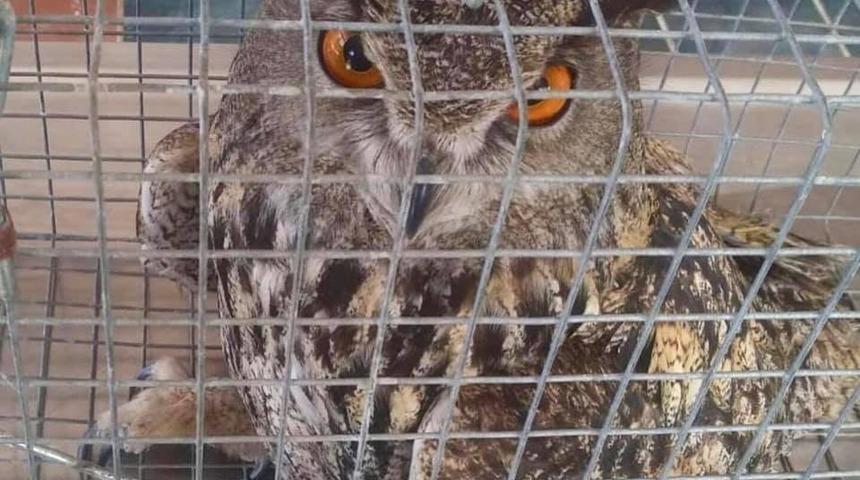 Yaralı puhu kuşu tedavi altına alındı