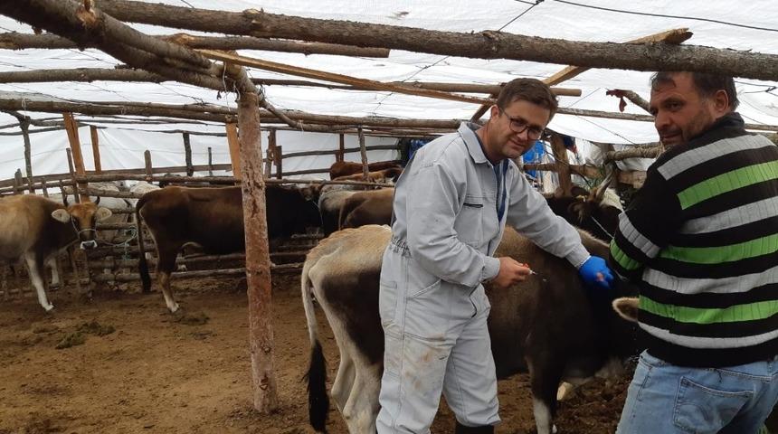 Simav&rsquo;da 40 bin b&uuml;y&uuml;kbaş hayvana şap aşısı