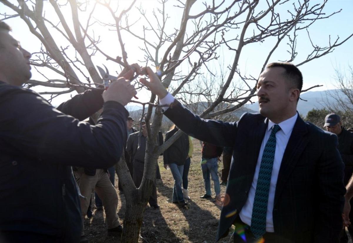 Boz&uuml;y&uuml;k&rsquo;te &rsquo;Ceviz budama&rsquo; etkinliği d&uuml;zenledi