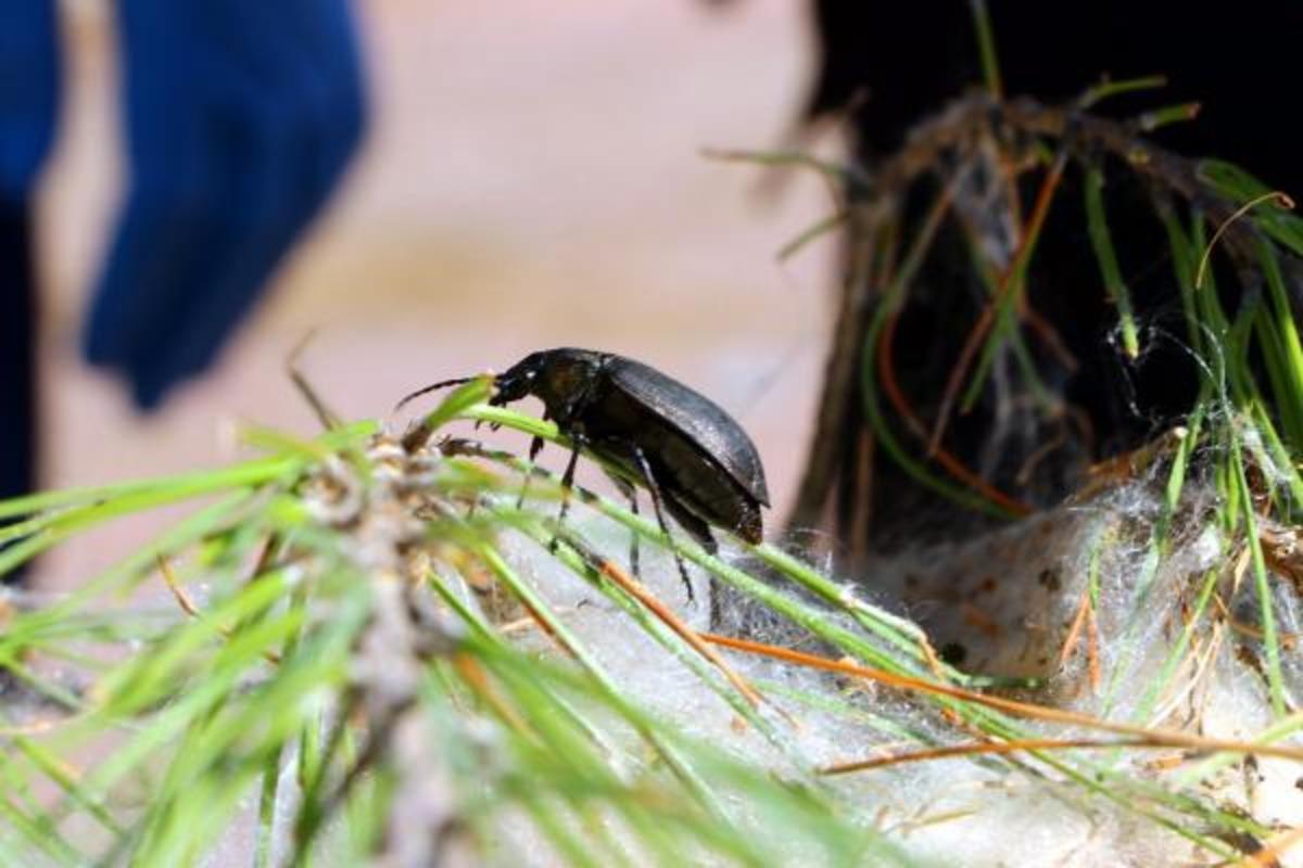 &Ccedil;am kese b&ouml;ceklerine karşı 'terminat&ouml;r' b&ouml;cekler! Doğaya salındılar