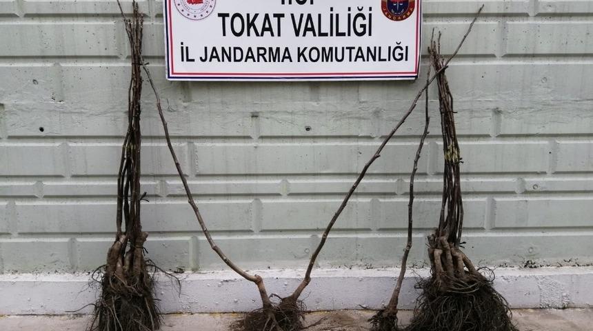 KGYS kayıtları incelenerek fidan hırsızı yakalandı