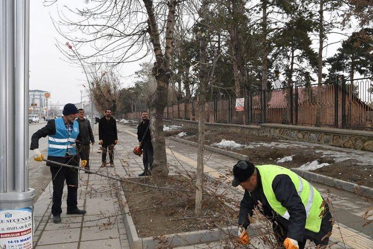 Muş belediyesinden ağaç budama çalışmaları G1