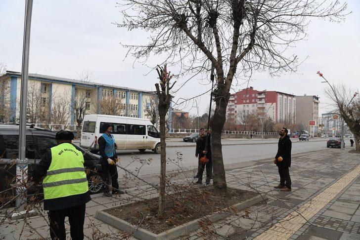 Muş belediyesinden ağaç budama çalışmaları G3