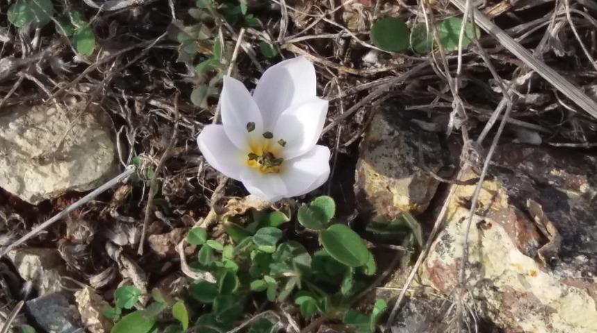Munzur&rsquo;da kardelenler &ccedil;i&ccedil;ek a&ccedil;tı