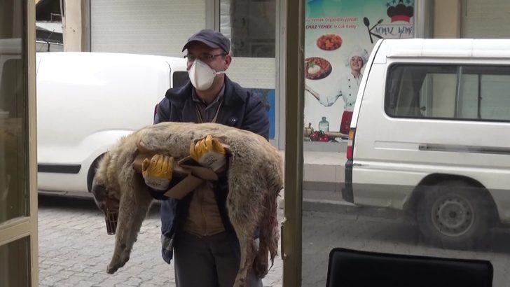 Otomobilin çarptığı köpek, tedaviye alındı G3