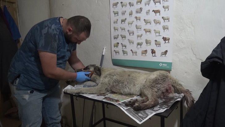 Otomobilin çarptığı köpek, tedaviye alındı G4