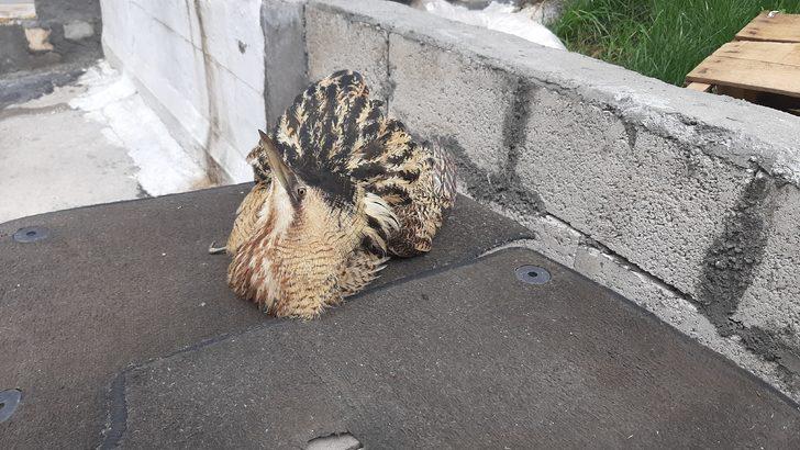 Nesli tükenme tehlikesiyle karşı karşıya! Adıyaman'da görüldü G1