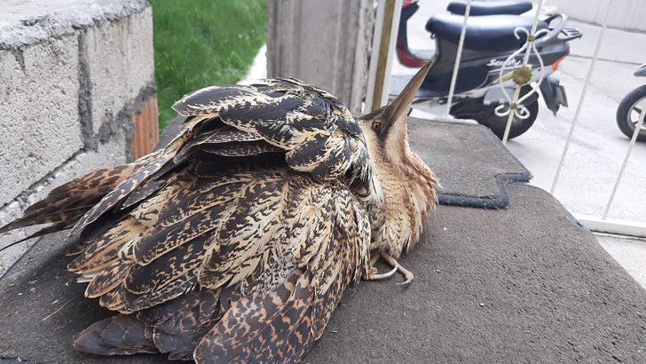 Nesli tükenme tehlikesiyle karşı karşıya! Adıyaman'da görüldü G2