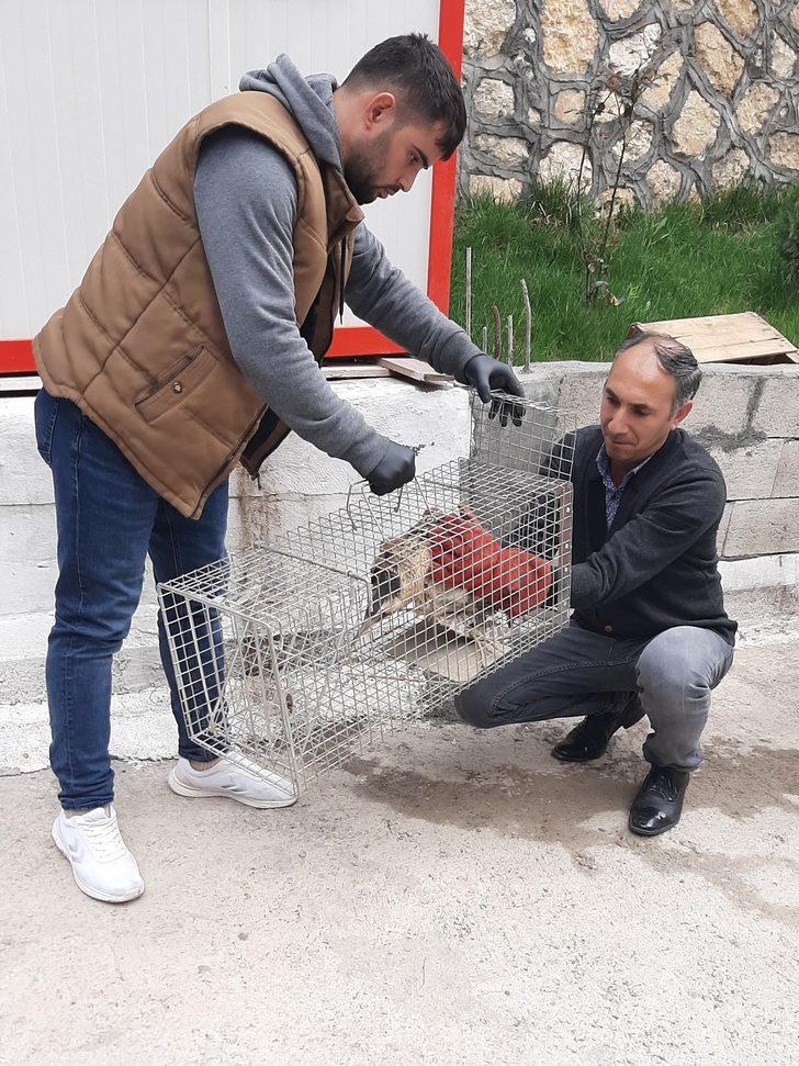 Nesli tükenme tehlikesiyle karşı karşıya! Adıyaman'da görüldü G4