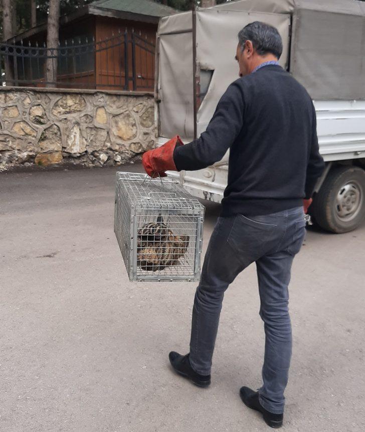 Nesli tükenme tehlikesiyle karşı karşıya! Adıyaman'da görüldü G5