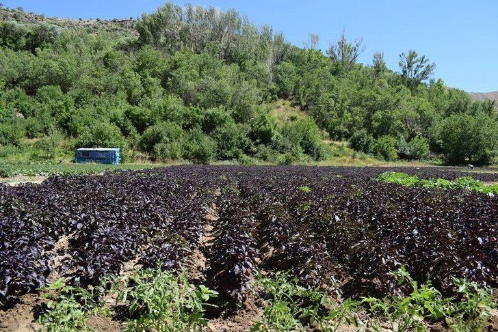 Koronavirüs reyhan satışlarını ikiye katladı G2