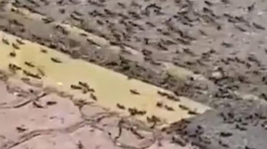Çekirge istilası derken şimdi de karınca istilası! Panik yaratan görüntüler