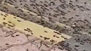 Çekirge istilası derken şimdi de karınca istilası! Panik yaratan görüntüler