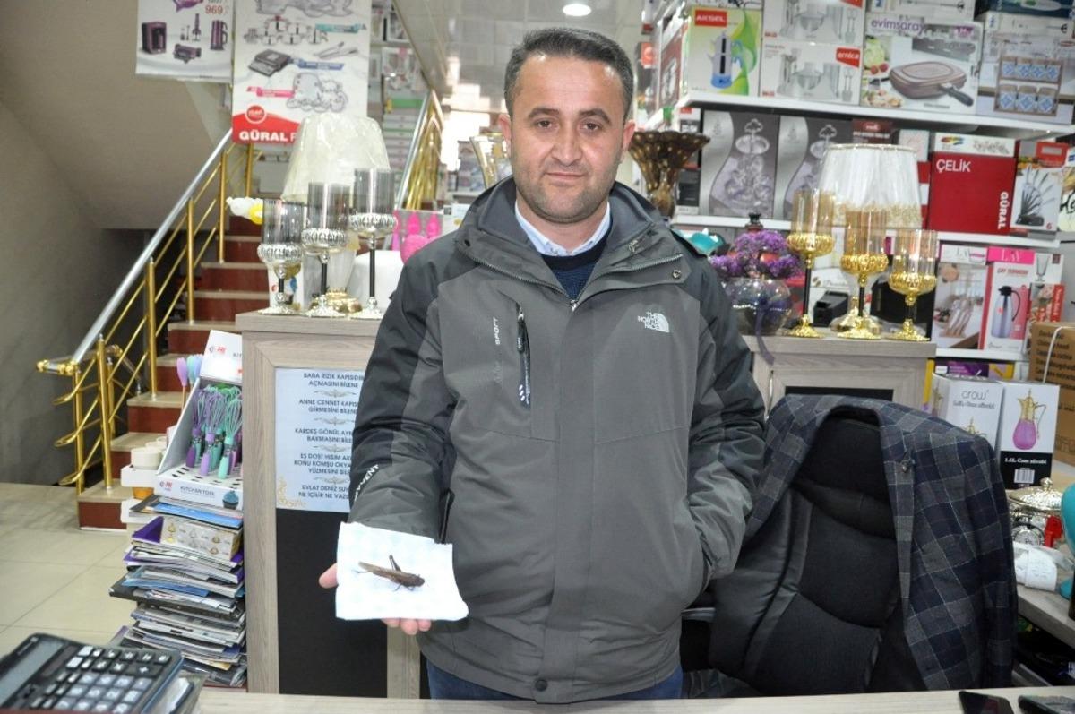 İran&rsquo;ı istila eden &ccedil;ekirge Y&uuml;ksekova&rsquo;da g&ouml;r&uuml;ld&uuml;