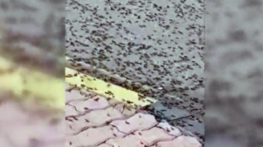 Karınca istilası görüntüleri şaşırtı! Karınca istilası nerede? 
