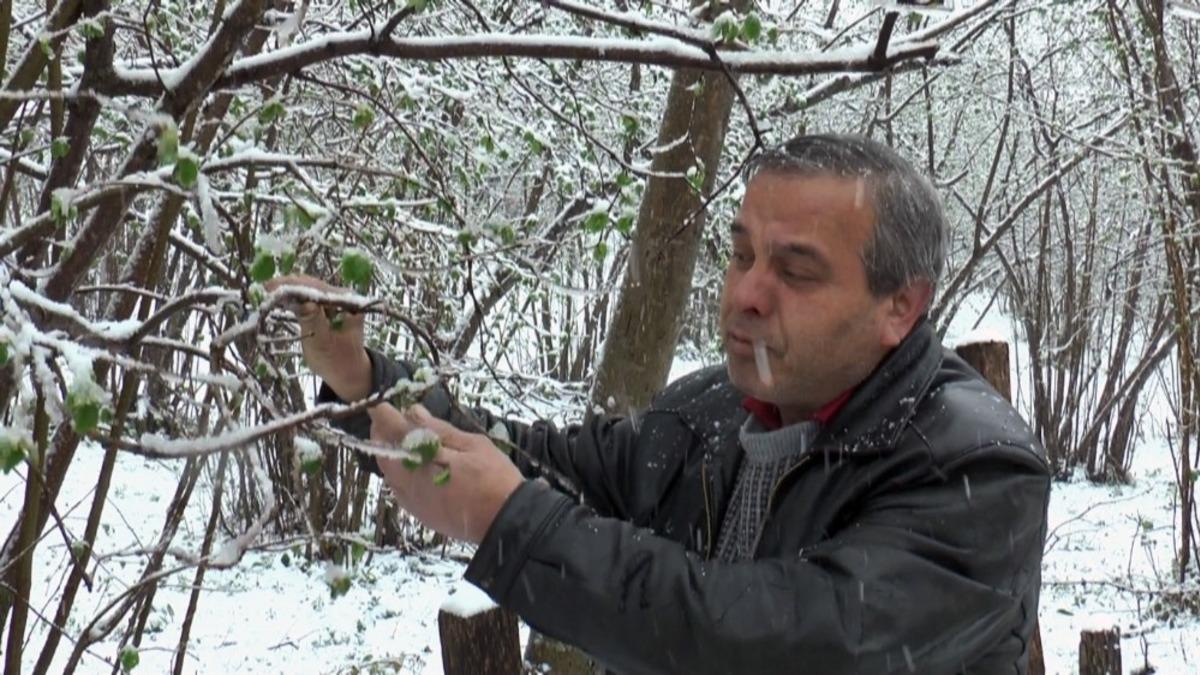 Giresunlu fındık &uuml;reticisi yağan mart karı y&uuml;z&uuml;nden endişeli