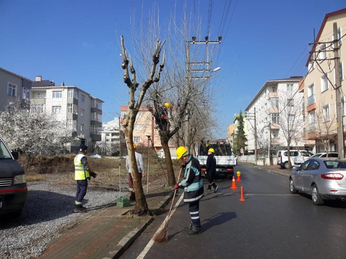 Gebze parklarındaki ağa&ccedil;lara bahar bakımı