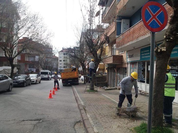 Gebze parklarındaki ağaçlara bahar bakımı G3