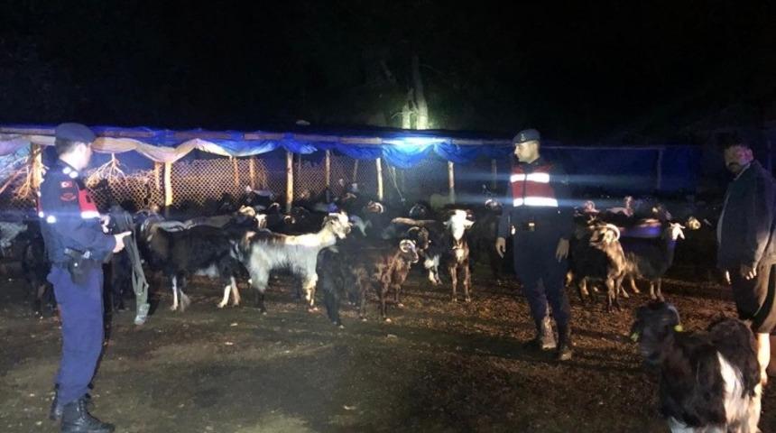 Kaybolan 145 küçükbaş hayvan bulundu