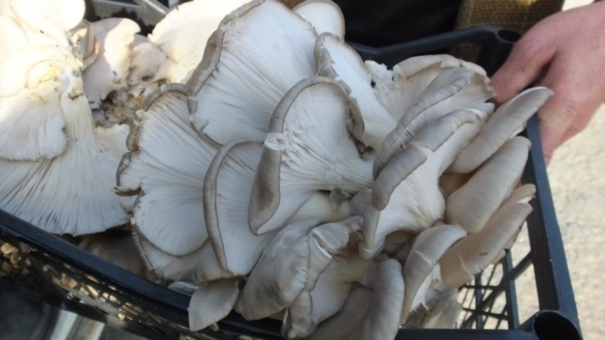 Emekli itfaiyeci, mantar &uuml;reticisi oldu