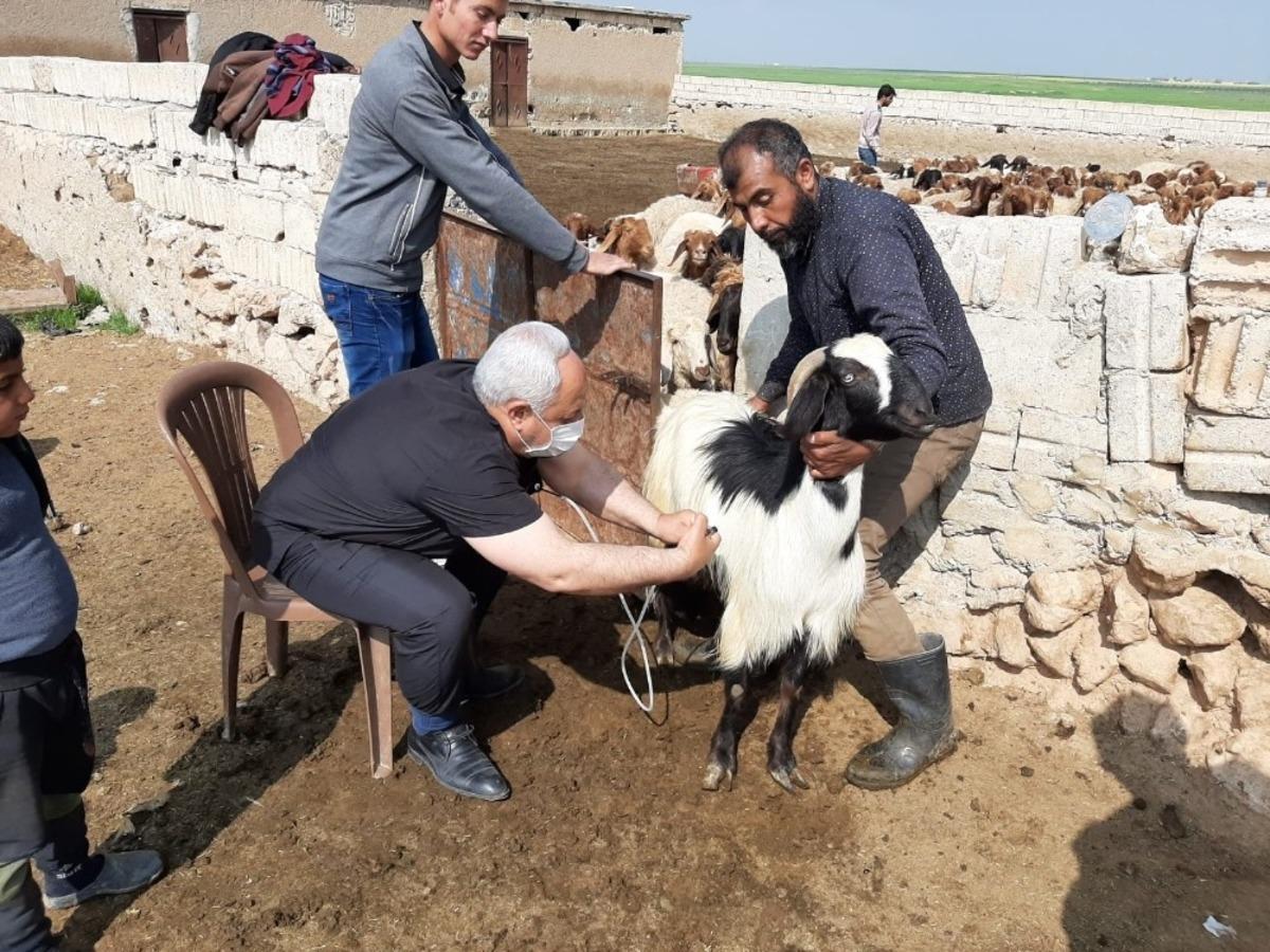 Suriye&rsquo;deki b&uuml;y&uuml;k ve k&uuml;&ccedil;&uuml;kbaş hayvanlar kayıt altına alınıyor
