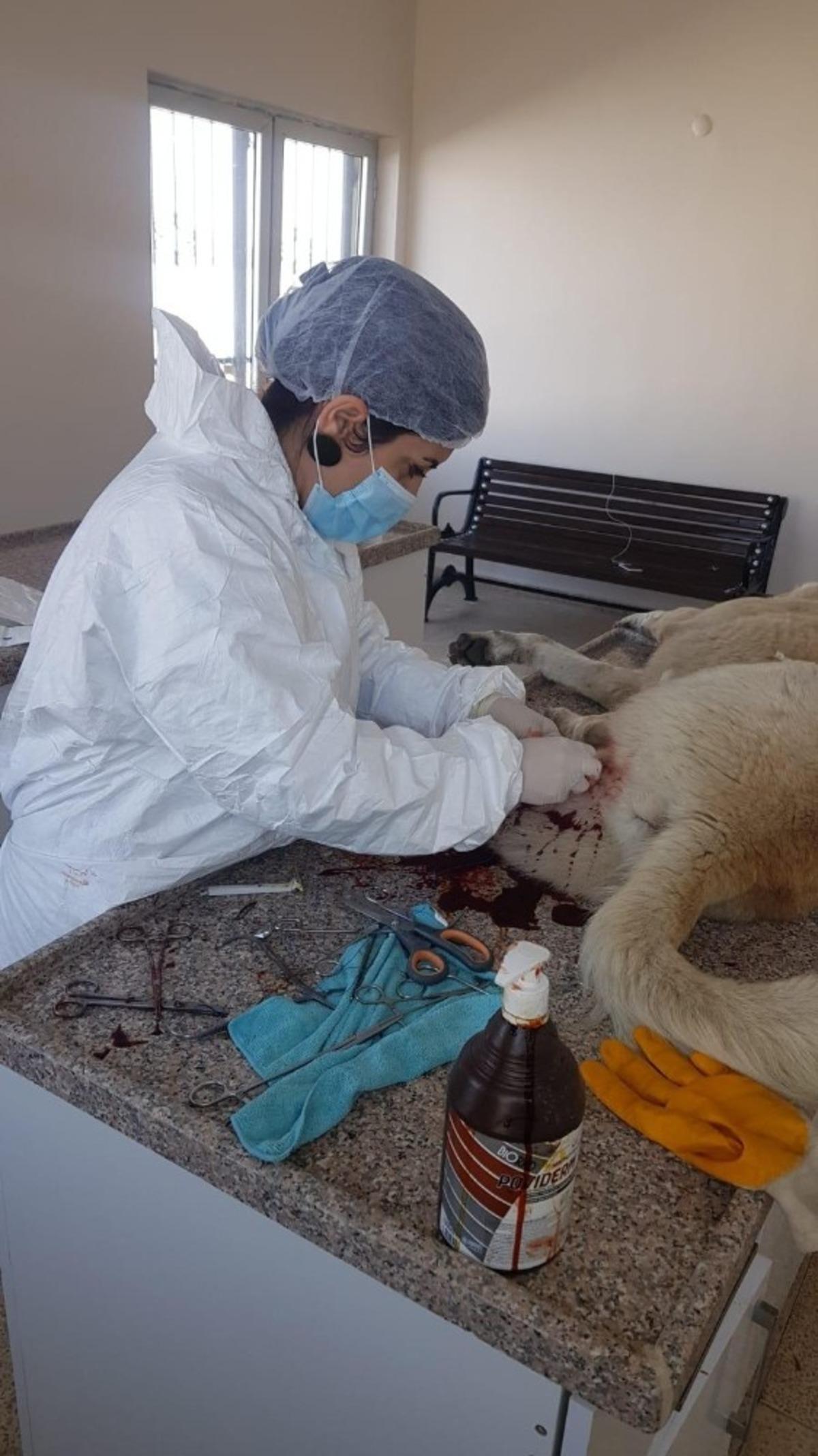 Ağrı&rsquo;da sokak hayvanları kısırlaştırılıyor