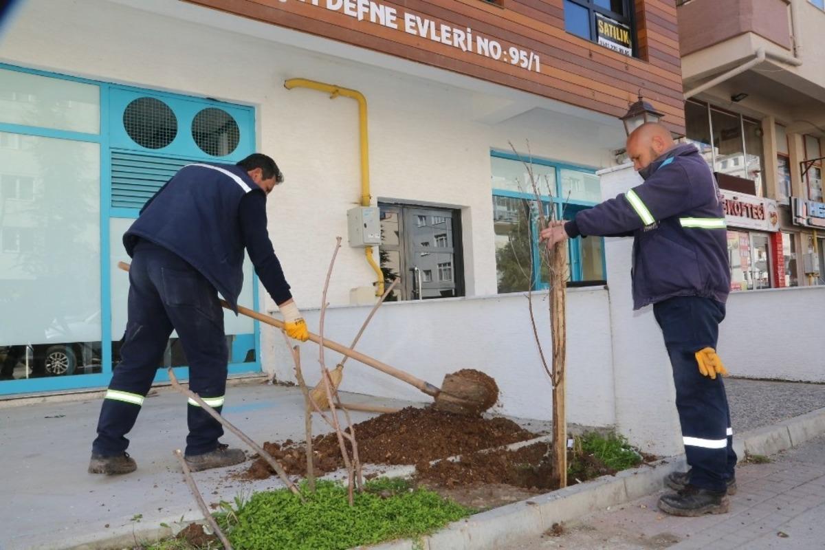 Vişnelik Mahallesi vişne ağa&ccedil;ları ile anılacak
