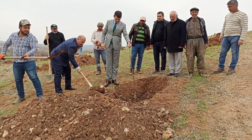 G&ouml;lbaşı il&ccedil;esinde ceviz projesi