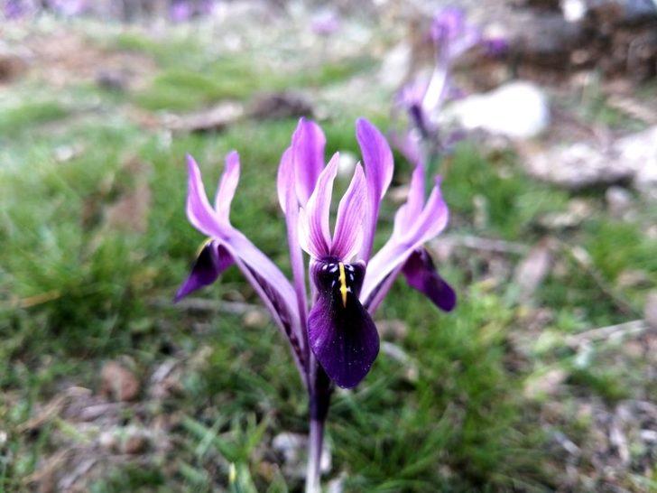 Kır navruzu görüntülendi G1