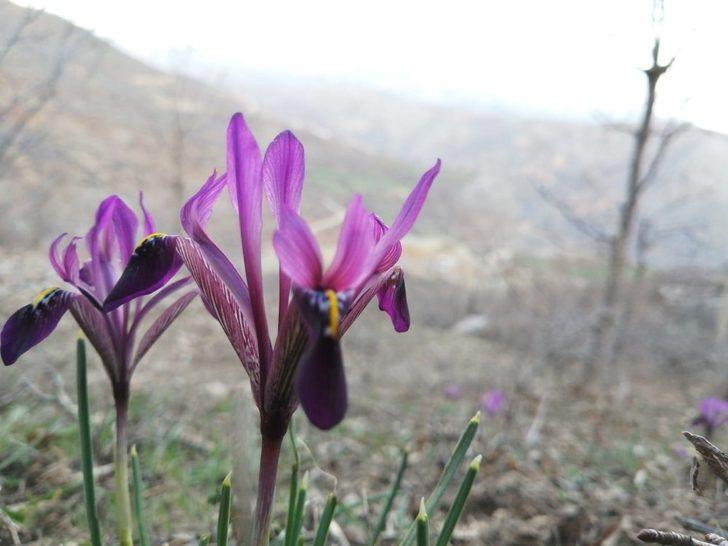 Kır navruzu görüntülendi G2