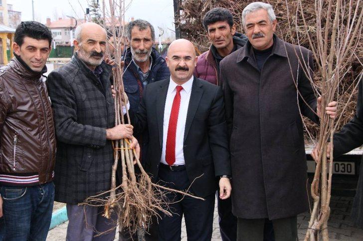 Selim Belediyesi’nden her eve bir meyve ağacı G4