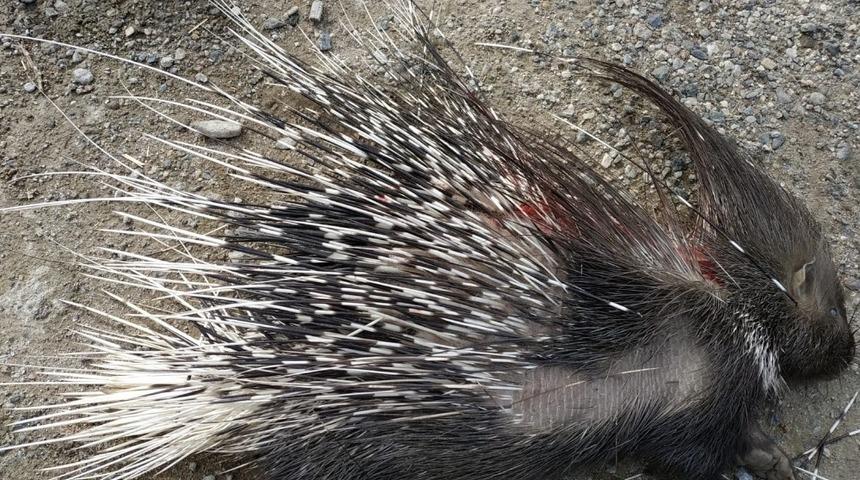 Koruma altındaki oklu kirpi, trafik kazasında telef oldu