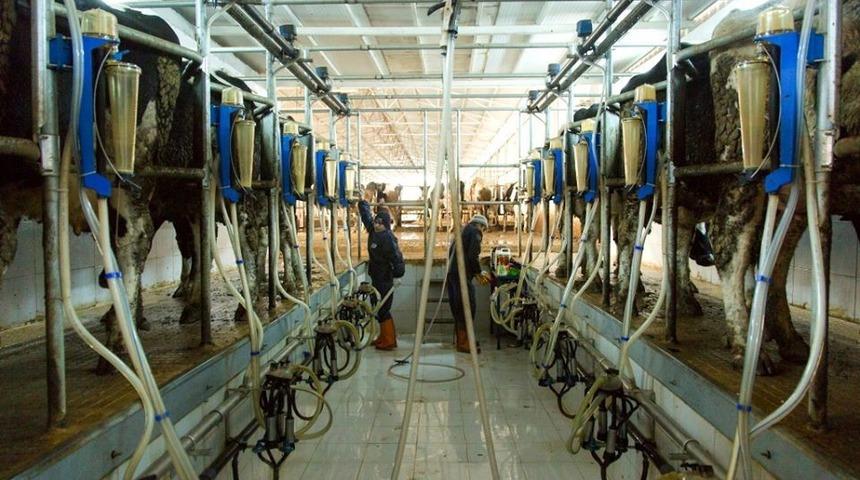 Amasya&rsquo;da g&uuml;nl&uuml;k 60 ton &ccedil;iğ s&uuml;t toplandı