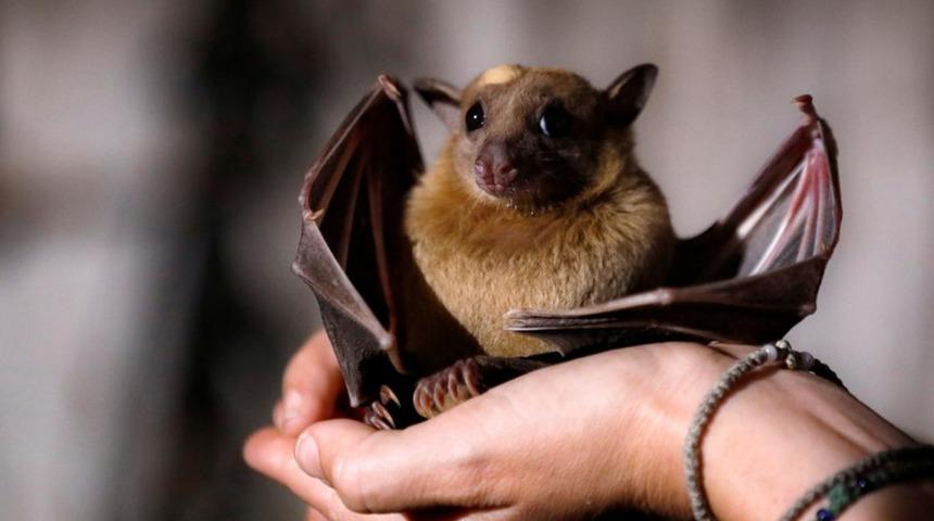 Virüsler neden yarasalarda ortaya çıkıyor?