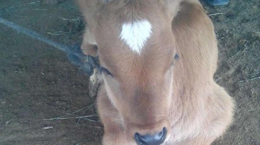 Iğdır&rsquo;da koronavir&uuml;se karşı tedbir ama&ccedil;lı olarak hayvan pazarı kapatıldı