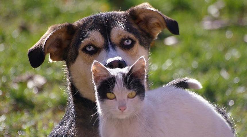 Koronavirüs evcil hayvanlardan bulaşır mı?