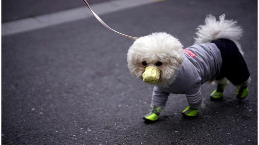 Koronavirüs nedeniyle ilk köpek ölümü yaşandığı iddia edildi