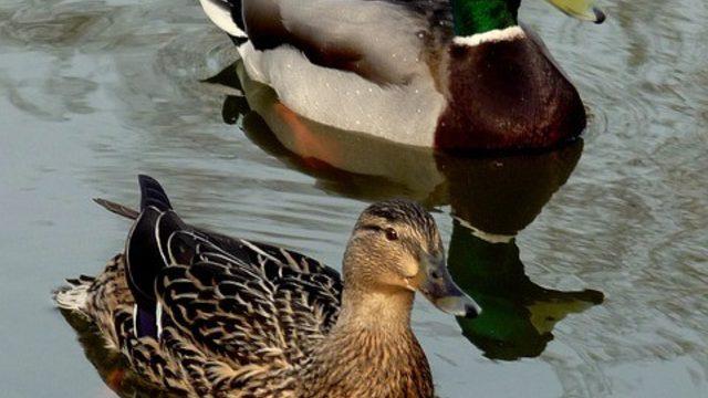 Ordu’da 18 su kuşu türü belirlendi
