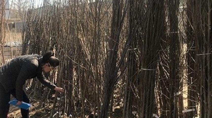 Iğdır&rsquo;da fidan satış yerleri denetlendi