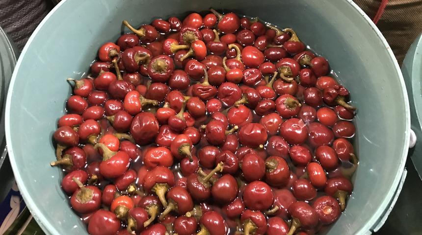 Güçlü bağışıklık sistemi için: Ev yapımı turşu, sirke ve yoğurt