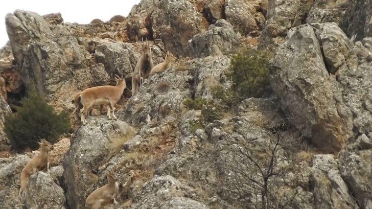 Munzur Dağlarında yaban keçileri görüntülendi G3