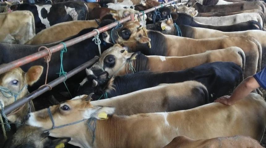 Samsun&rsquo;da hayvan pazarları kapatıldı