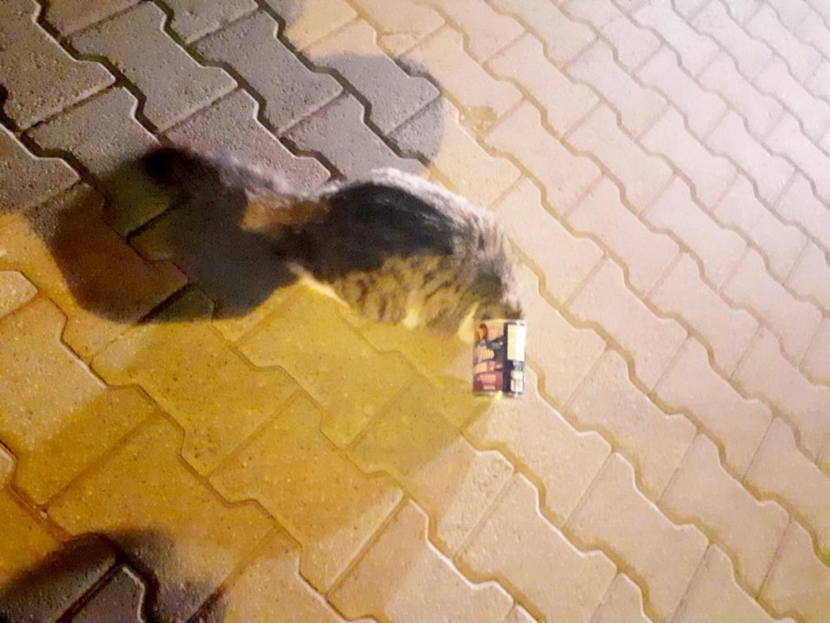 Mama kutusuna kafası sıkışan kediyi itfaiye ekipleri kurtardı