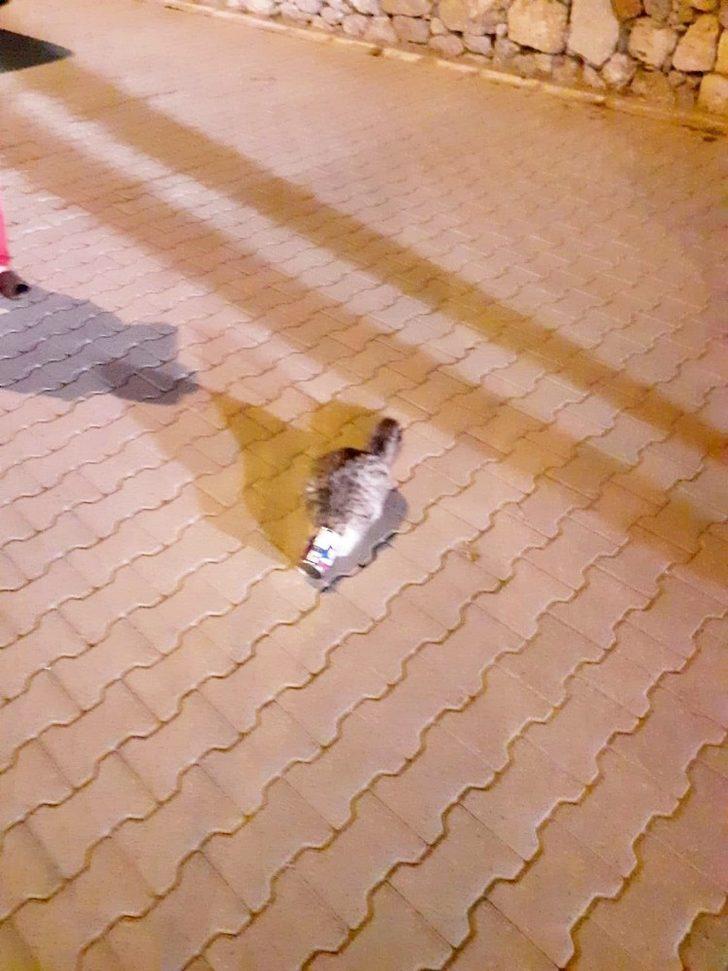 Mama kutusuna kafası sıkışan kediyi itfaiye ekipleri kurtardı G2